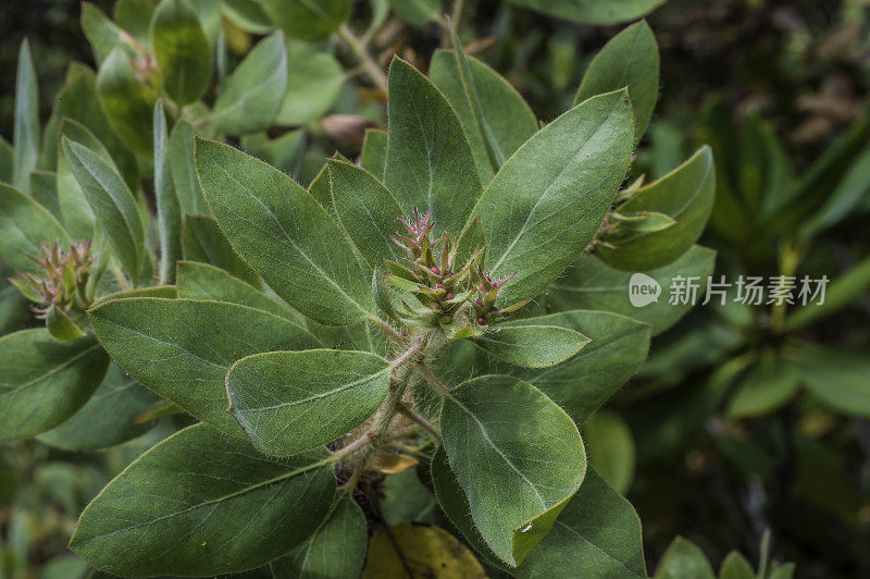 columbia Arctostaphylos是manzanita的一种，俗称毛manzanita。云云顿州立公园，加州门多西诺县。杜鹃花科。